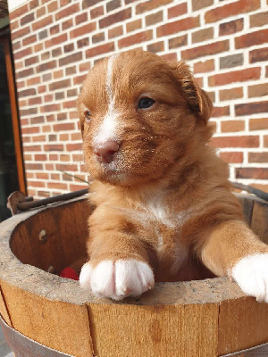 CHIOT