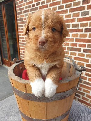 CHIOT