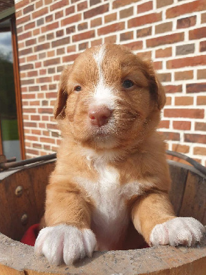 CHIOT
